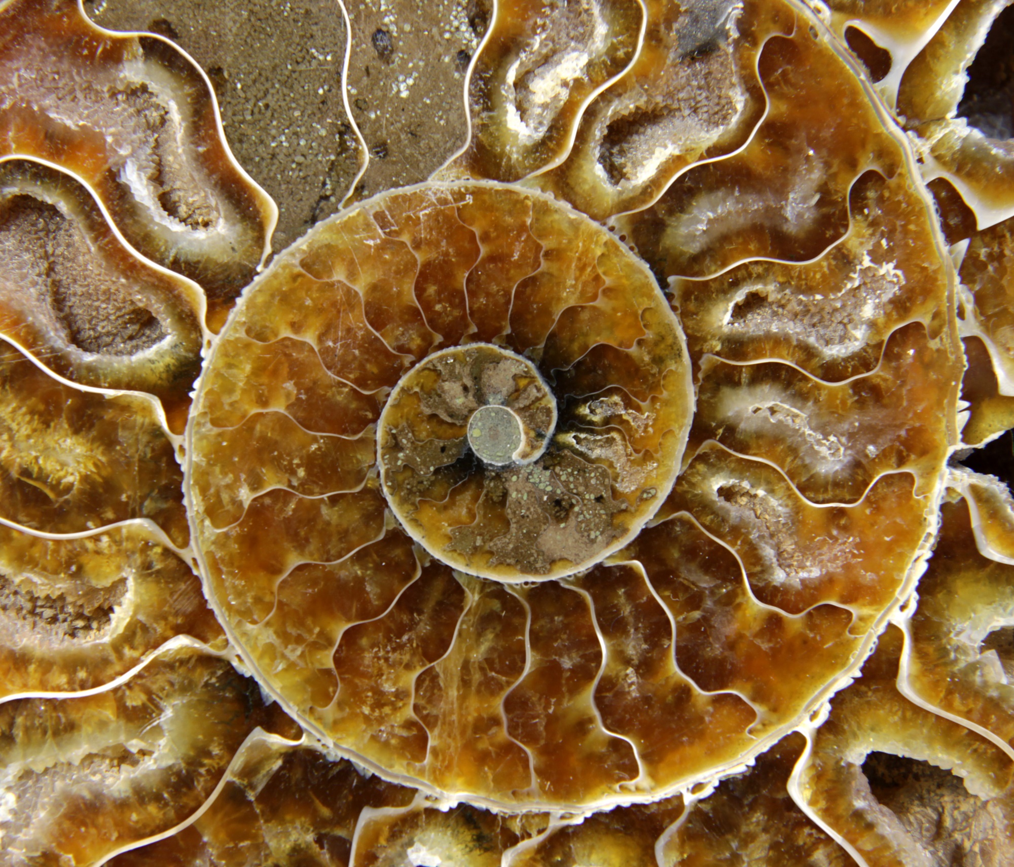 אמונייט מאובנת בצילום מקרוב.
An extreme closeup of a crustacean fossil.
ממאגר התמונות "דפוזיט".