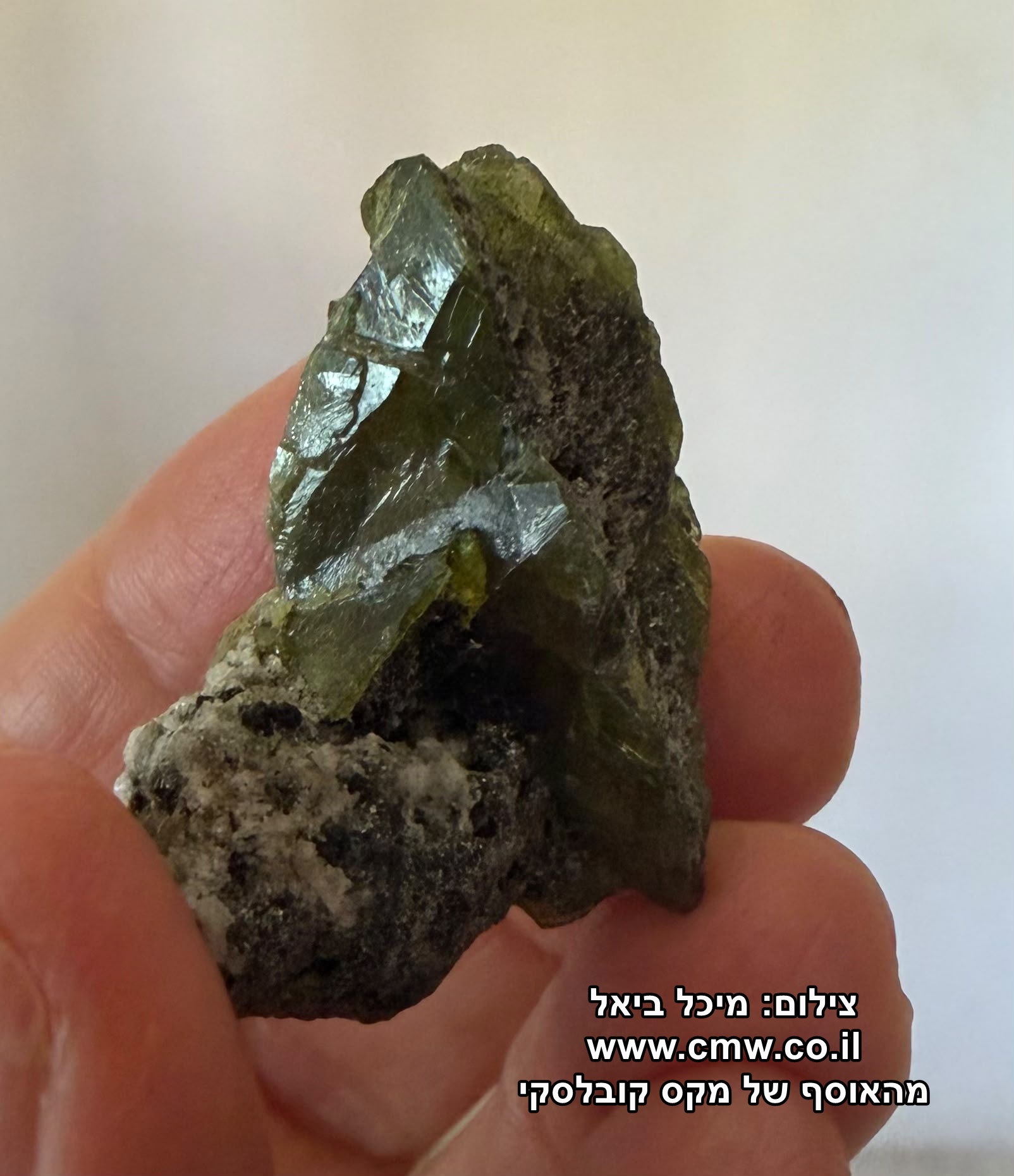 ספן ירוקה במראה הטריז האופייני. צילום: מיכל ביאל. מהאוסף של מקס קובלסקי.